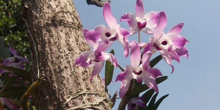 Suzano Saiba tudo sobre a Cidade das Flores